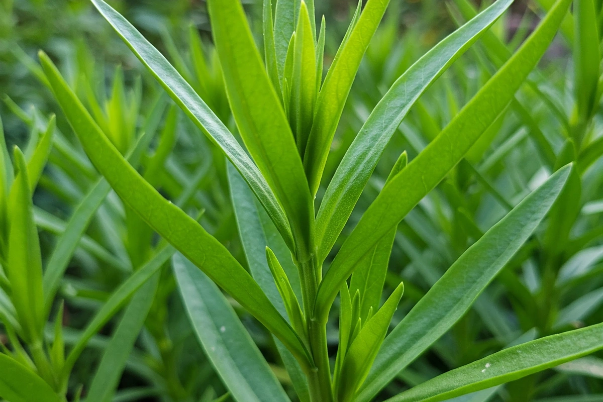 Close-up of a fresh tarragon plant in a garden.