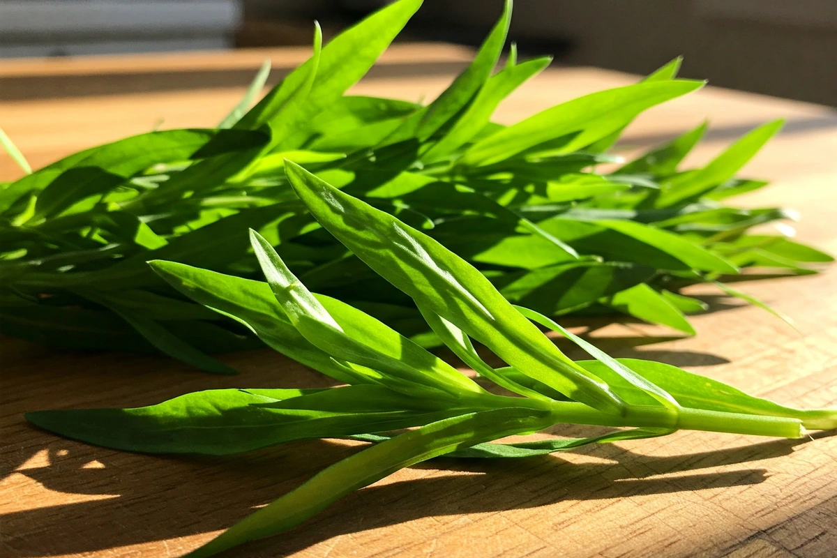 Freshly harvested tarragon leaves on a rustic wooden surface